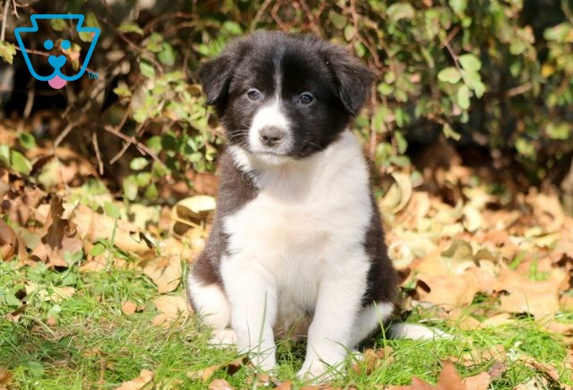 Tips Border Collie Mix 1-001