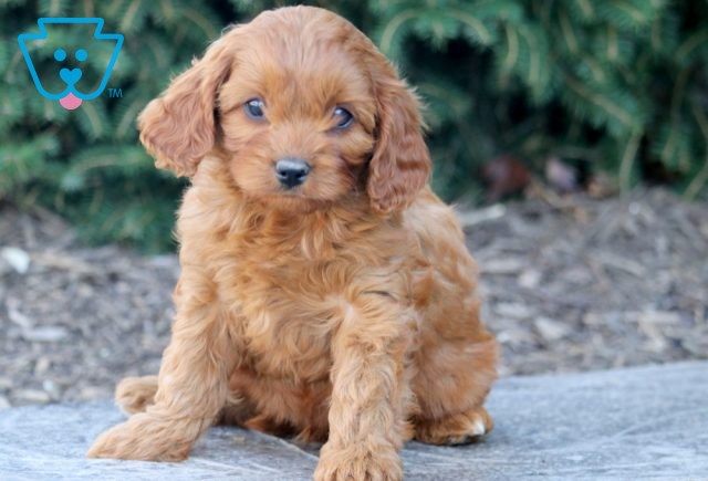 Tody Cavapoo 1-001