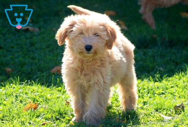 a mini goldendoodle puppy for sale