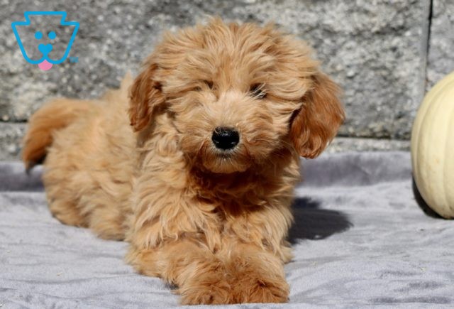 Winter Mini Goldendoodle 1-001