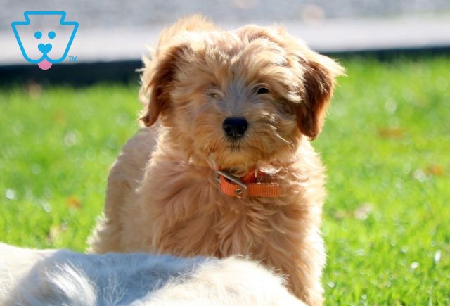 a mini goldendoodle puppy for sale