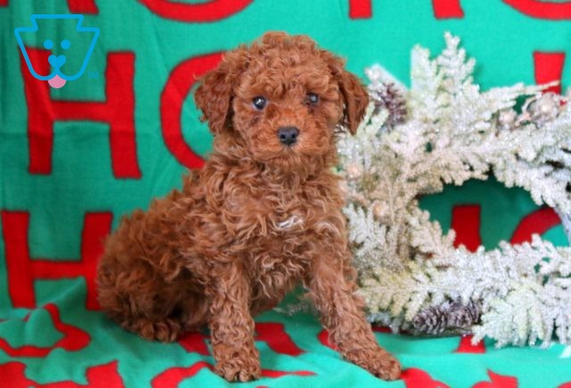 Wishes Toy Poodle 1-001