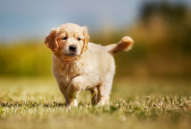 golden retriever puppy for sale